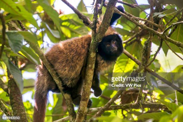 Masked titi monkey , photographed in Santa Teresa, EspÍrito Santo - Brazil. Atlantic forest Biome. Wild animal.