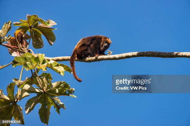 Brown howler monkey , photographed in Santa Maria de Jetib, EspÍrito Santo - Brazil. Atlantic forest Biome. Wild animal.