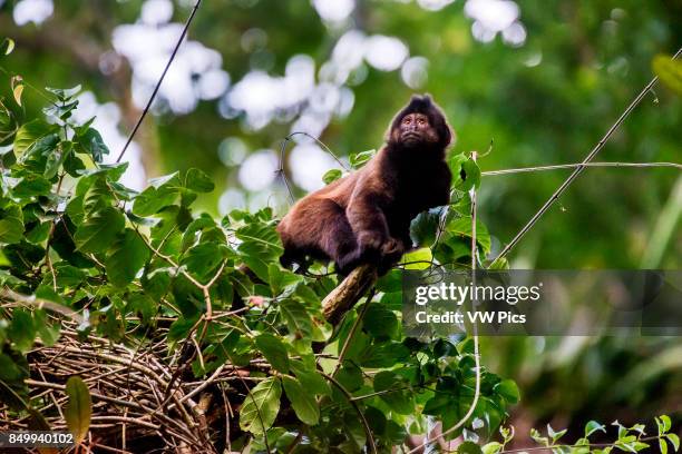 Crested capuchin Threatened of extinction, photographed in Linhares / Sooretama, EspÍrito Santo - Southeast of Brazil. Atlantic Forest Biome. Wild...