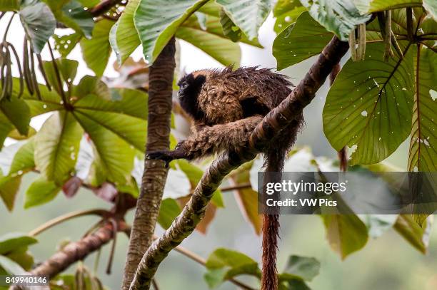 Masked titi monkey , photographed in Santa Teresa, EspÍrito Santo - Brazil. Atlantic forest Biome. Wild animal.