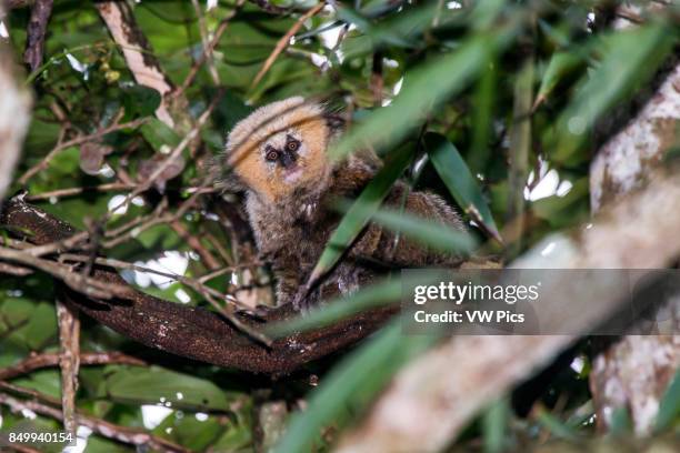 Buffy-headed marmoset rare species of marmoset, threatened of extinction, photographed in Santa Maria de Jetib, EspÍrito Santo - Brazil. Atlantic...