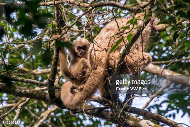 Northern muriqui with baby, critically Endangered of extinction, photographed in Santa Maria de Jetib, EspÍrito Santo - Brazil. Atlantic forest...