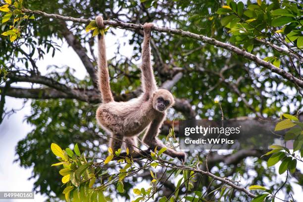 Young Northern muriqui Critically Endangered of extinction, photographed in Santa Maria de Jetib, EspÍrito Santo - Brazil. Atlantic forest Biome....