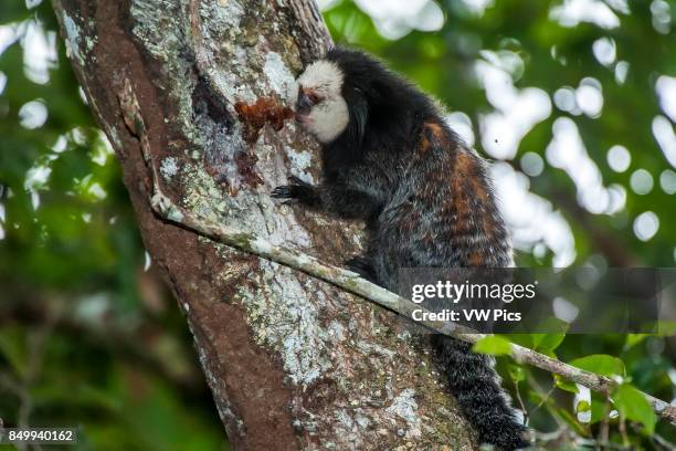 White-headed marmoset photographed in Linhares / Sooretama, EspÍrito Santo, Brazil.