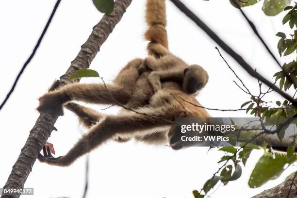 Northern muriqui with baby, critically Endangered of extinction, photographed in Santa Maria de Jetib, EspÍrito Santo - Brazil. Atlantic forest...