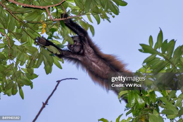 Crested capuchin Threatened of extinction, photographed in Linhares / Sooretama, EspÍrito Santo - Southeast of Brazil. Atlantic Forest Biome. Wild...