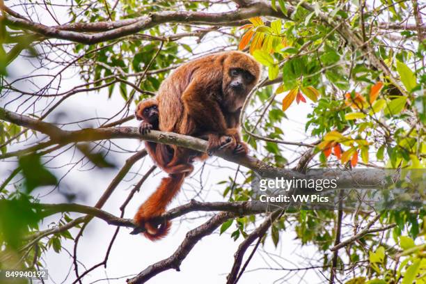 Brown howler monkey , photographed in Afonso Cludio, EspÍrito Santo - Brazil. Atlantic forest Biome. Wild animal.