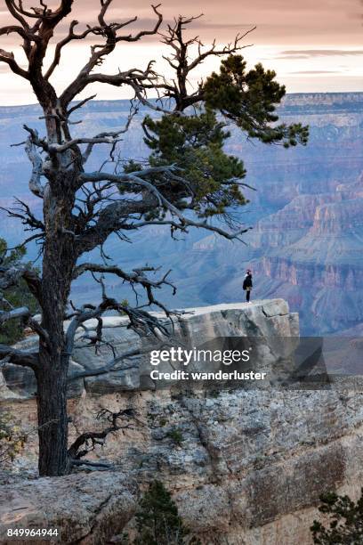 tourist admiring mather point grand canyon - mather point stock pictures, royalty-free photos & images