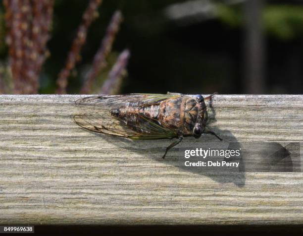 cicada, closeup - insect mandible stock pictures, royalty-free photos & images