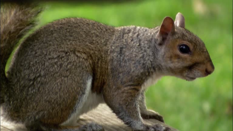 Scampering Animation 127 Scampering Stock Videos, Footage, & 4K Video Clips - Getty Images