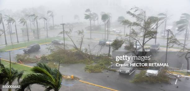 Trees are toppled in a parking lot at Roberto Clemente Coliseum in San Juan, Puerto Rico, on September 20 during the passage of the Hurricane Maria....