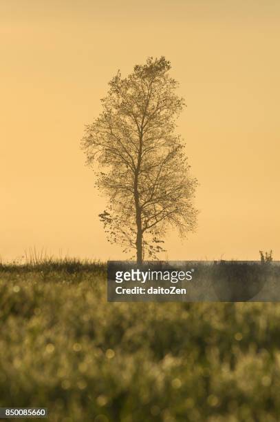 low angle view of single tree with morning dew on grass, raisting, upper bavaria, germany - raisting stock-fotos und bilder