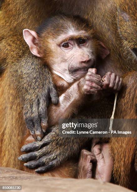 Koura with her baby Guinea baboon at Yorkshire Wildlife Park, after being re-housed from Edinburgh Zoo after they fell out with the rest of the troop.