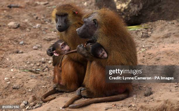 Koura with her baby Guinea baboon and fellow mother, Nemty at Yorkshire Wildlife Park, after being re-housed from Edinburgh Zoo after they fell out...
