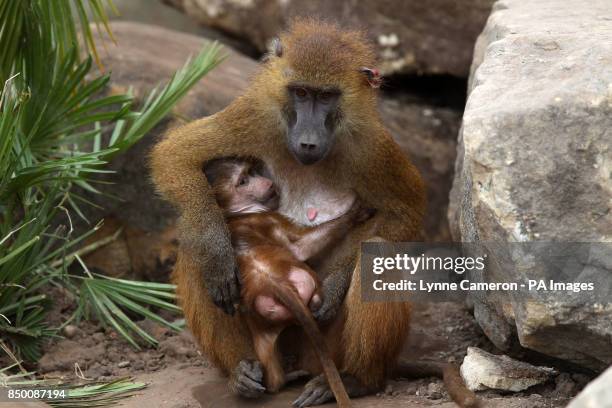Koura with her baby Guinea baboon at Yorkshire Wildlife Park, after being re-housed from Edinburgh Zoo after they fell out with the rest of the troop.