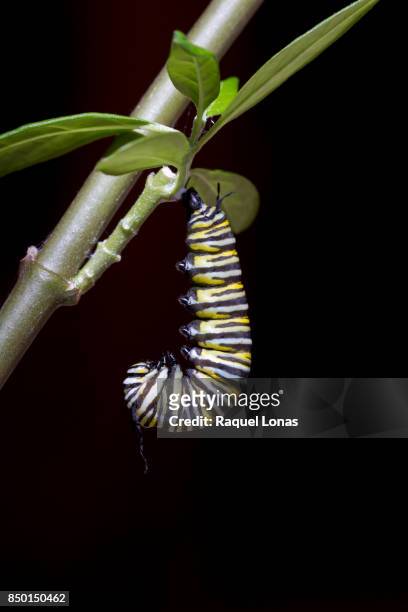 caterpillar hanging upside down in a "j" shape - kokon stock-fotos und bilder