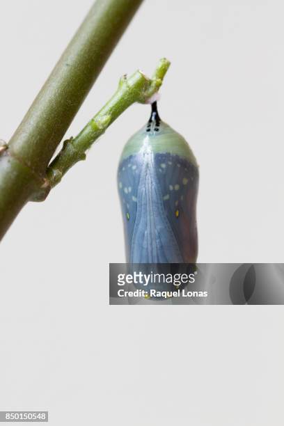 butterfly chrysalis hanging from branch - butterfly cocoon stockfoto's en -beelden