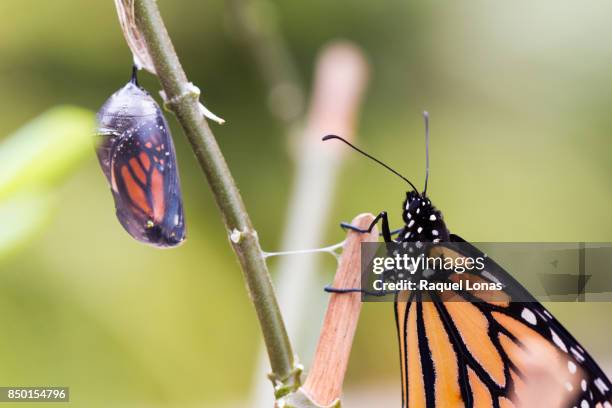 butterfly waits for another to emerge from its chrysalis - butterfly cacoon photos et images de collection