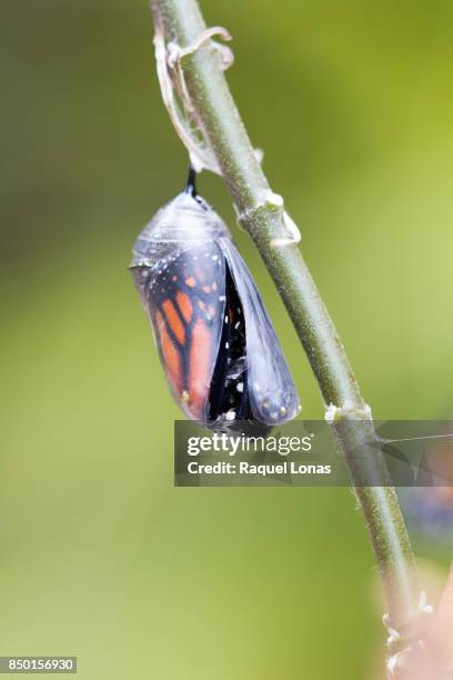 chrysalis (cocoon) starting to open as butterfly prepares to emerge - butterfly cocoon stock pictures, royalty-free photos & images