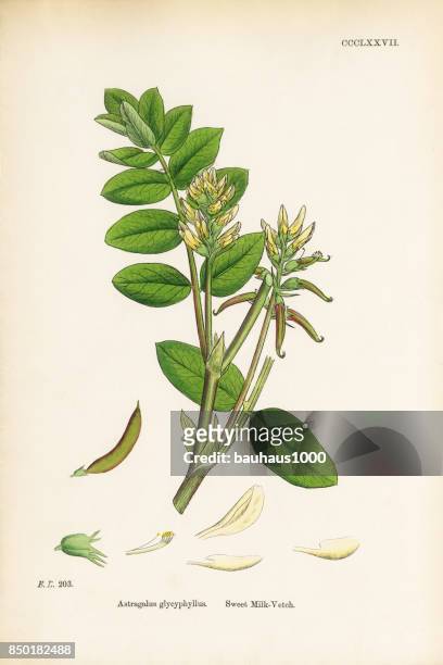 süße milch wicke, astragalus bypoglottis, viktorianischen botanische illustration, 1863 - astragalus stock-grafiken, -clipart, -cartoons und -symbole