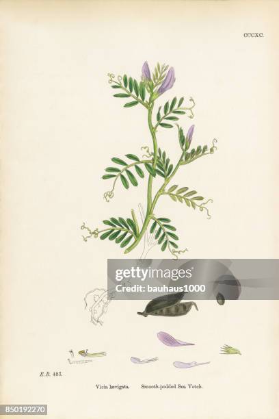 smooth-podded sea vetch, vicia laevigata, victorian botanical illustration, 1863 - blue sea starfishes stock illustrations