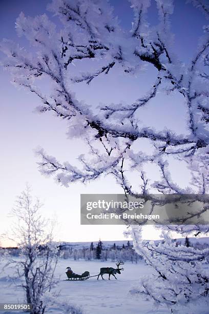 santa and rudolph through the winter wonder land - santa and rudolph bildbanksfoton och bilder