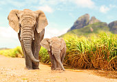 African Bush Elephants - Loxodonta africana.