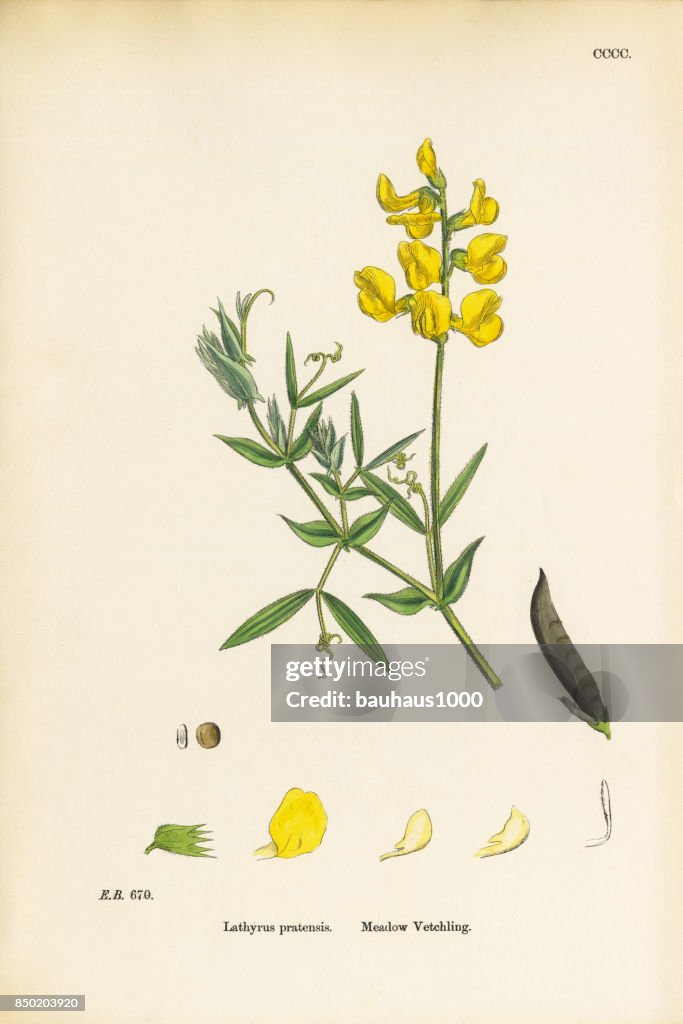 Meadow Vetchling, Lathyrus pratensis, Victorian Botanical Illustration, 1863