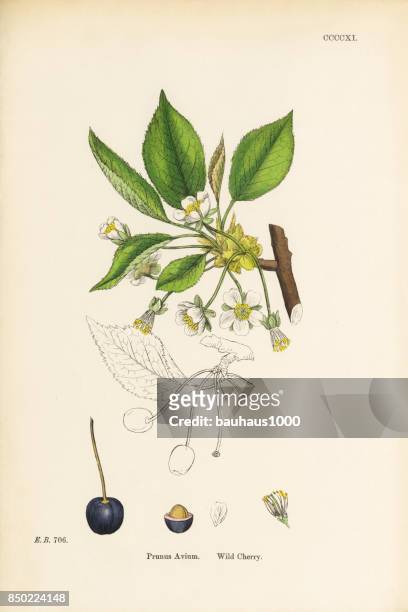 ilustrações, clipart, desenhos animados e ícones de cereja, prunus avium, ilustração botânica vitoriana, 1863 - wild cherry tree