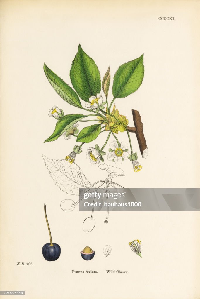 Wild Cherry, Prunus Avium, Victorian Botanical Illustration, 1863