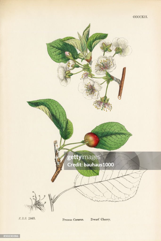 Dwarf Cherry, Prunus Cerasus, Victorian Botanical Illustration, 1863
