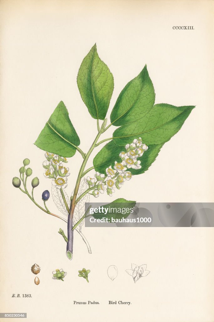 Bird Cherry, Prunus Padus, Victorian Botanical Illustration, 1863