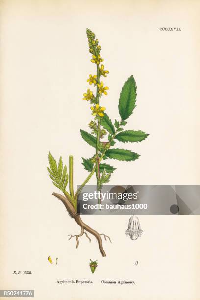 stockillustraties, clipart, cartoons en iconen met gewone agrimonie, gewone agrimonie, victoriaanse botanische illustratie, 1863 - agrimonia-eupatoria