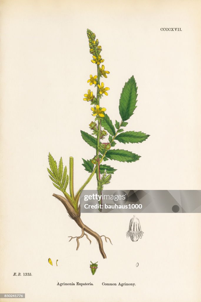 Common Agrimony, Agrimonia Eupatoria, Victorian Botanical Illustration, 1863