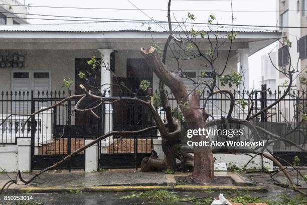 Heavy rain and winds damage trees in the Miramar neighborhood after Hurricane Maria made landfall on September 20, 2017 in San Juan, Puerto Rico....