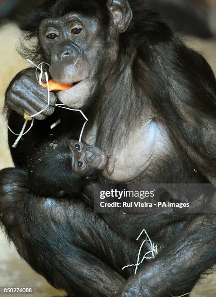 Six week old bonobo baby with its mother Banya at Twycross Zoo, Leicestershire.