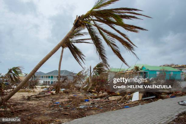 Destroyed trees and houses are seen after the passage of hurricane Irma and Maria in Orient Bay, St. Martin, on September 20, 2017. - After killing...