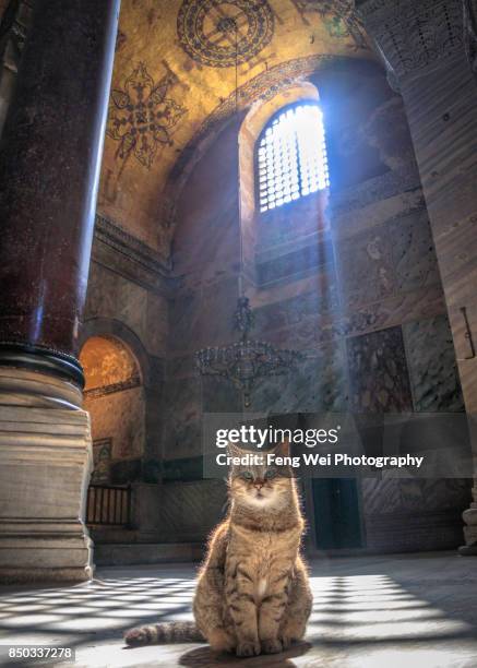 gli the loyal cat, hagia sophia, istanbul, turkey - hagia sophia istanbul stock pictures, royalty-free photos & images