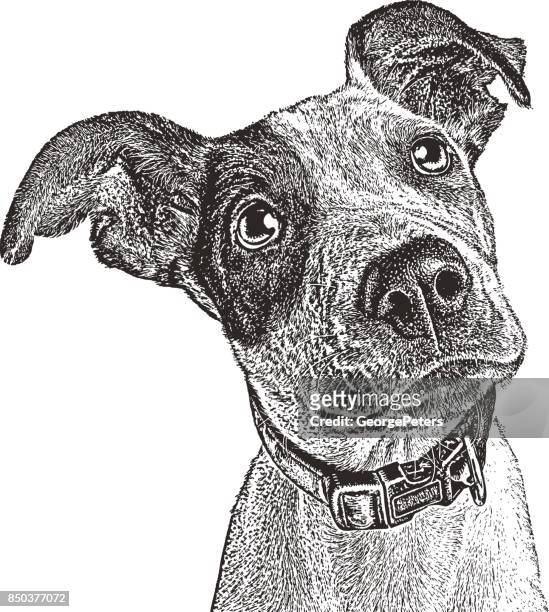 illustrazioni stock, clip art, cartoni animati e icone di tendenza di pointer mix puppy salvato da houston dopo l'uragano harvey. - collare