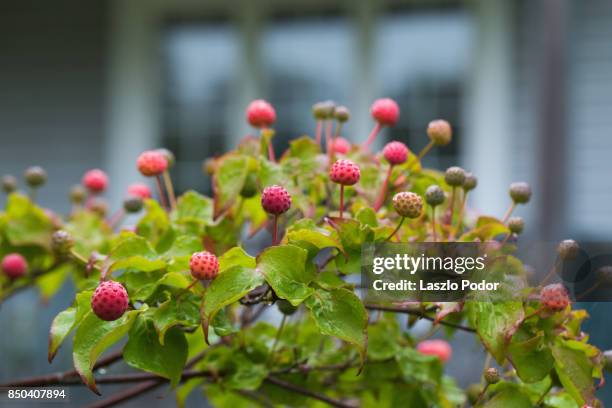 dogwood fruits - kousa dogwood fotografías e imágenes de stock