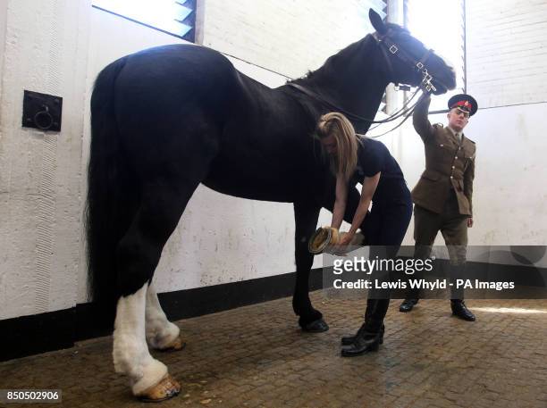 Isaiah has his hooves inspected by Blus Cross groom Grace Shayler at Hyde Park Barracks in London.