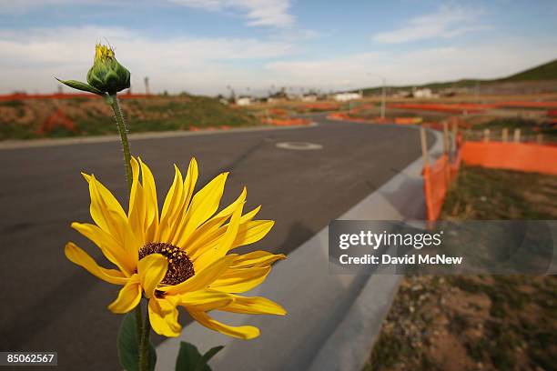 Wildflower blooms at an idle home construction site where construction has been halted, on February 24, 2009 near Riverside, California. U.S. Single...