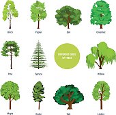 Concept of collection of modern different kinds of trees