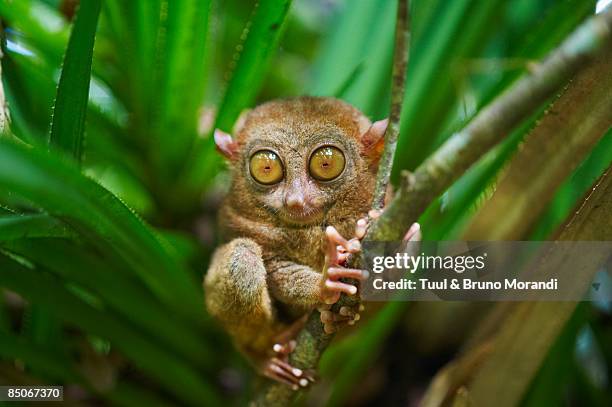 primate tarsier at tarsier visitor center. - filipijnen stockfoto's en -beelden