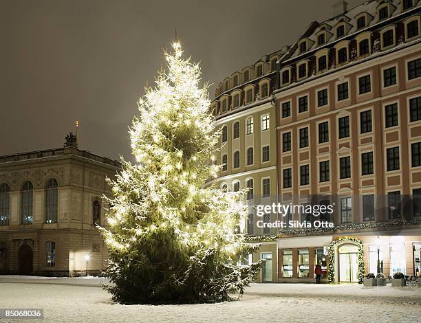 big christmas tree in dresden, close to frauenkric - munich christmas stock-fotos und bilder