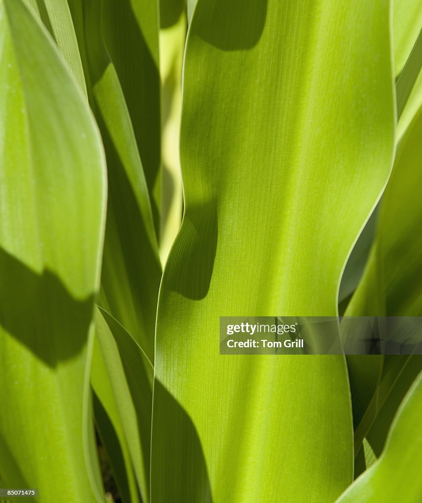 Green Tropical Leaves