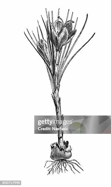 crocus sativus (saffron crocus) - crocus stock illustrations