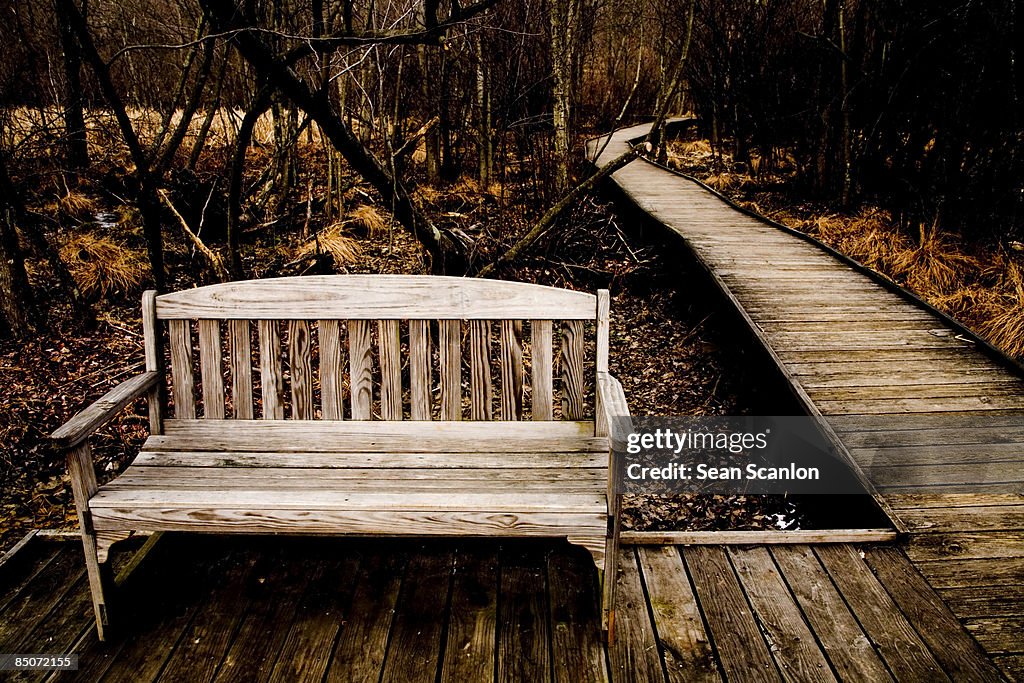 Park Bench in Great Swamp