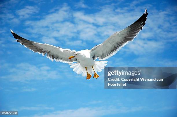 gull on texel (the netherlands) - wynand van poortvliet stock pictures, royalty-free photos & images