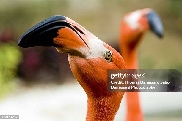 hungry florida pink flamingo - roter flamingo stock-fotos und bilder